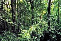 NCERT Solutions for Class 7 Social Science Geography Natural Vegetation and Wild Life