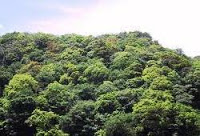 NCERT Solutions for Class 7 Social Science Geography Natural Vegetation and Wild Life