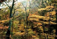NCERT Solutions for Class 7 Social Science Geography Natural Vegetation and Wild Life