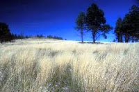 NCERT Solutions for Class 7 Social Science Geography Natural Vegetation and Wild Life